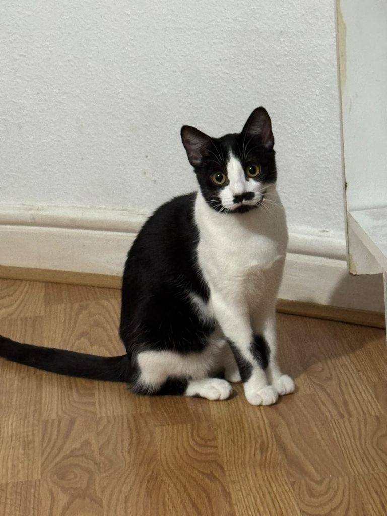 Adorable British short hair female beauty 6 months  