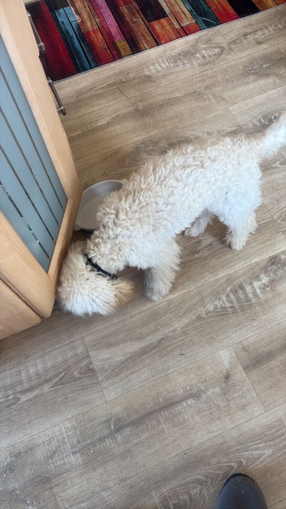 6 month old cockapoo