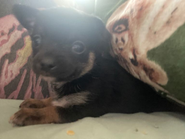 Chihuahua puppies (tiny)