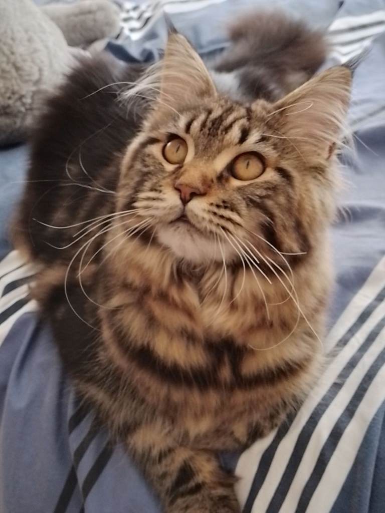 Three Playful Maine Coon Cross Kittens Ready for Their Forever Homes
