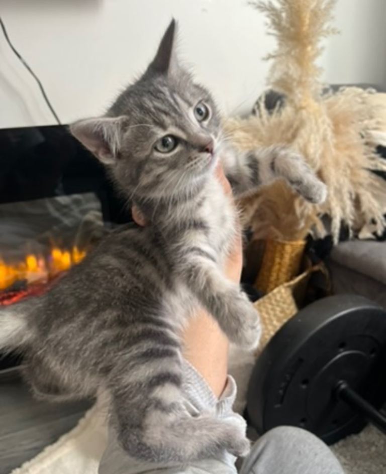Chunky Norwegian Forest Cross Kittens
