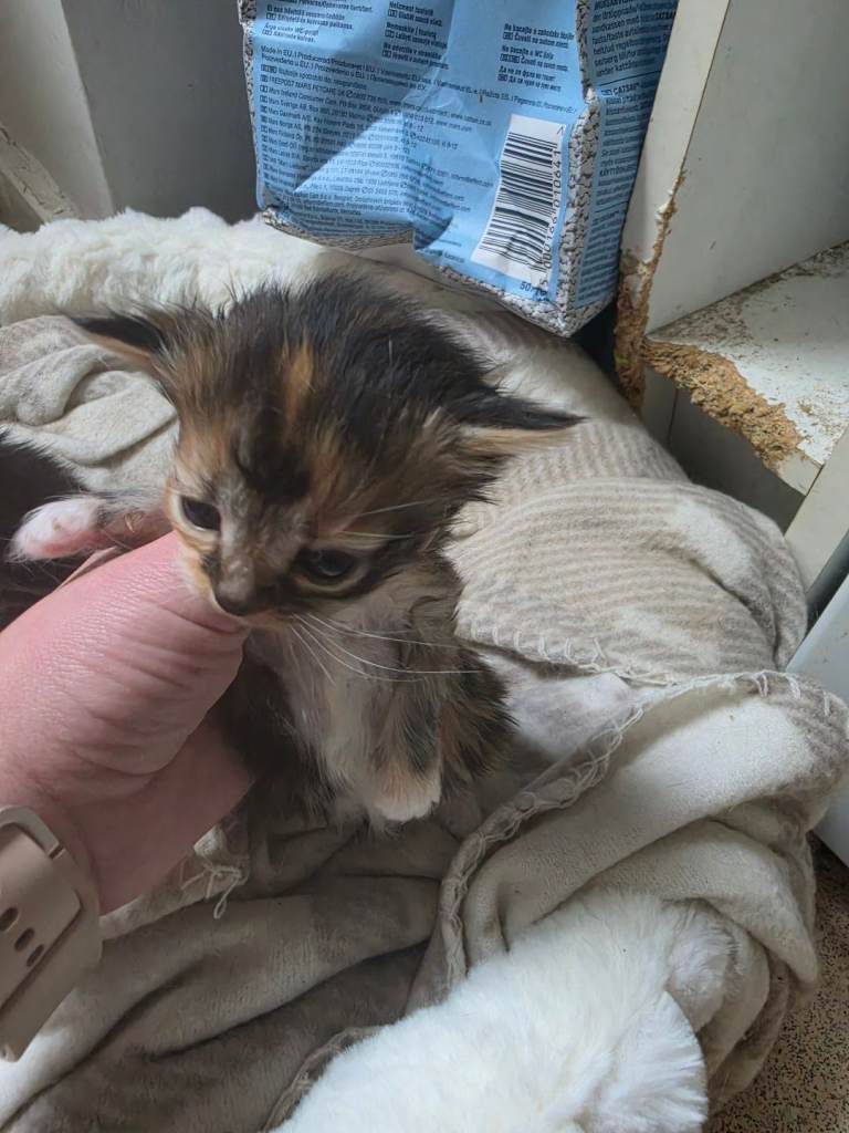 Kittens for sale
