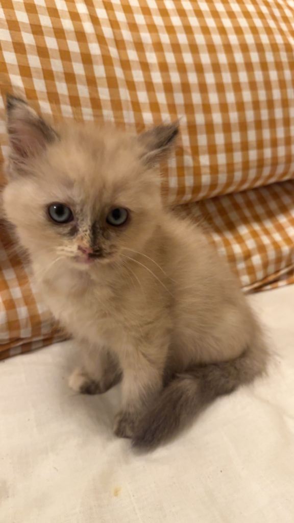 Ragdoll Kittens for Sale