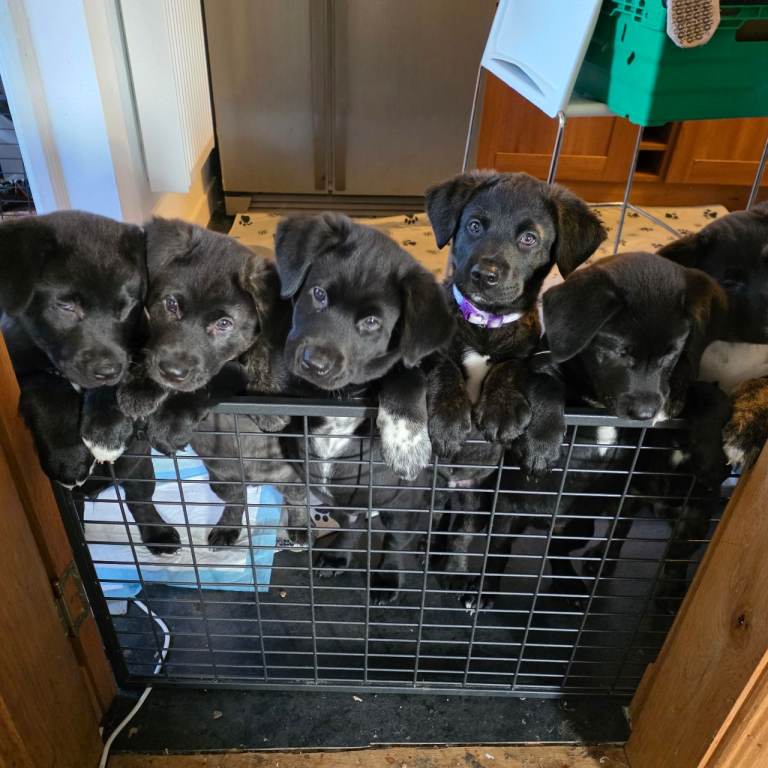 Labrakita (American Akita x Lab) Puppies: LAST THREE