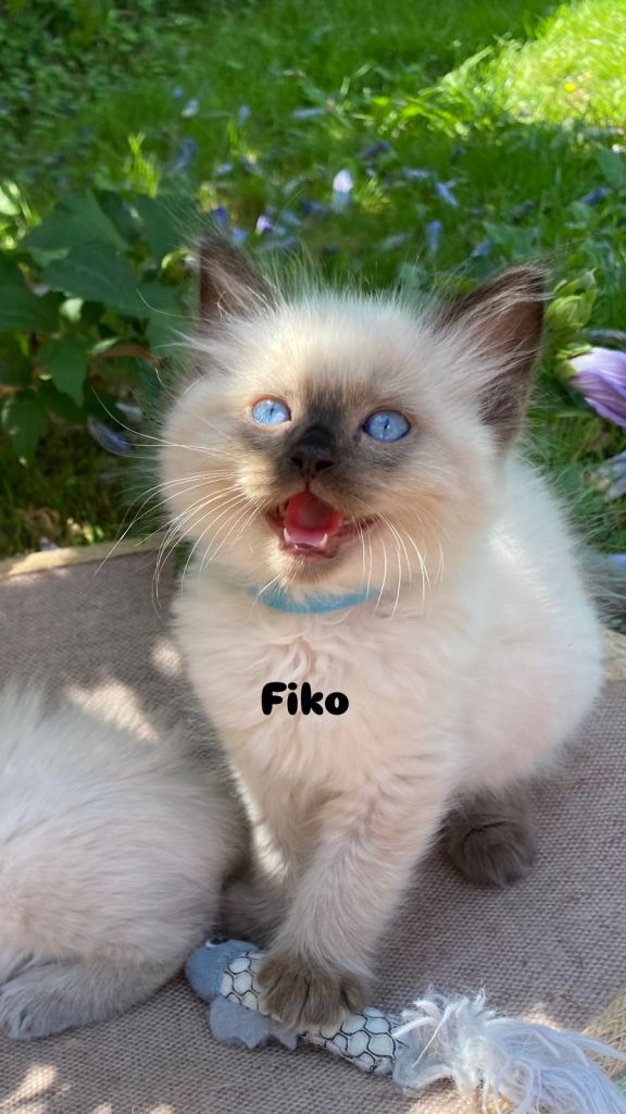 Fiko & Ivy available 