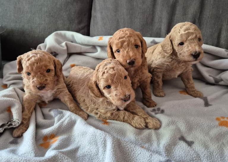 Cockapoo puppies F1bb