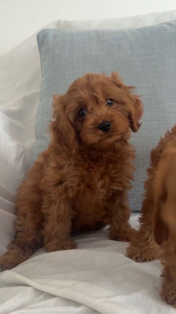 Cavapoo puppies 