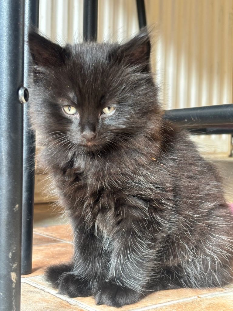 Beautiful Kitten Used to Kids and Dogs 8 Weeks Now 