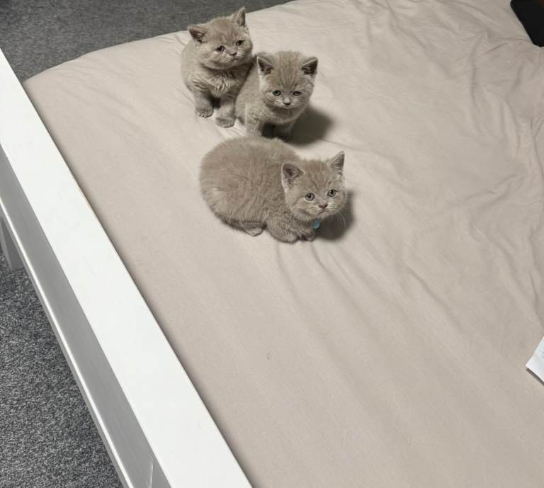 British shorthair kittens available for sale