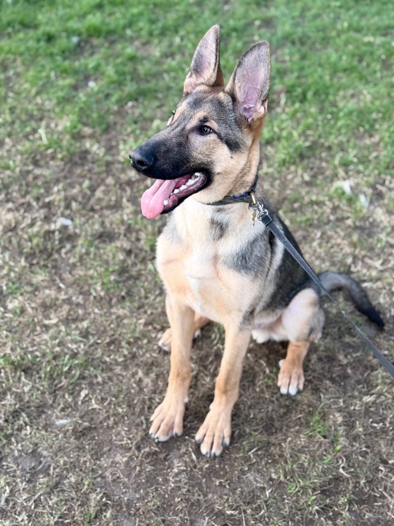 Beautiful 9 month German Shepard cross make looking for forever home