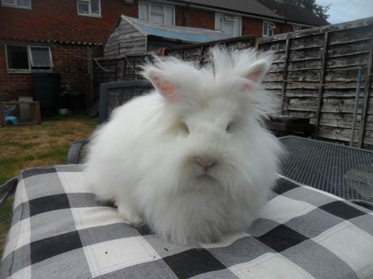 LOVELY FEMALE LIONHEAD RABBIT WITH BLUE EYES