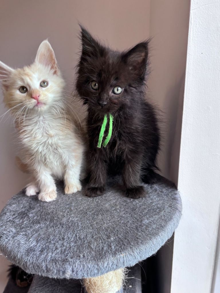 Fluffy Maine Coon Kittens – Ready Now 🐾