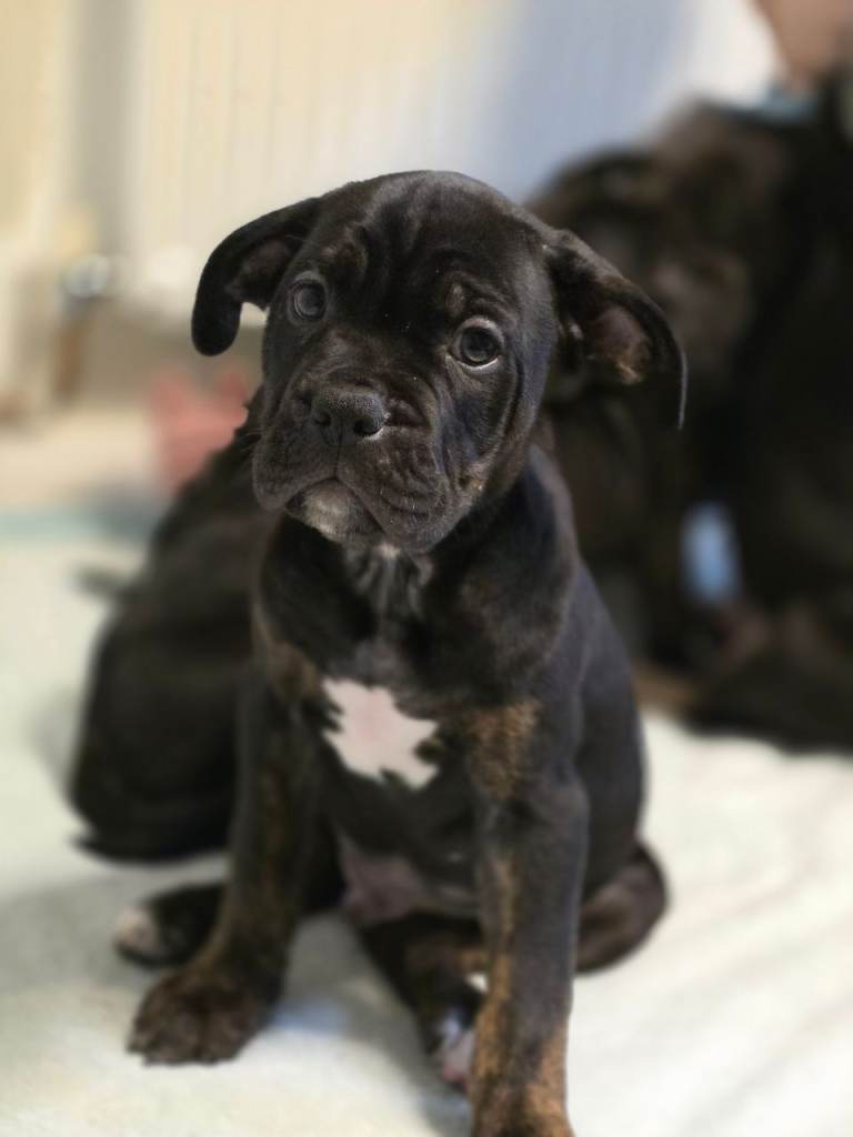 Cane corso cross American bulldog 