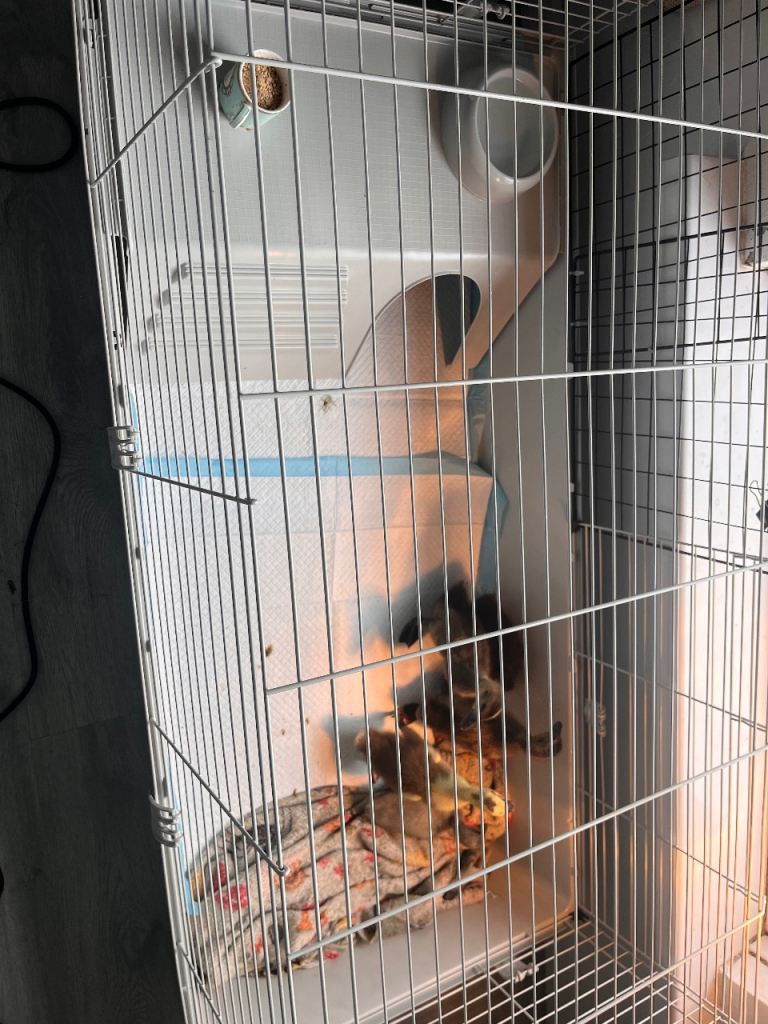 Free cage free to anyone who would like it. 