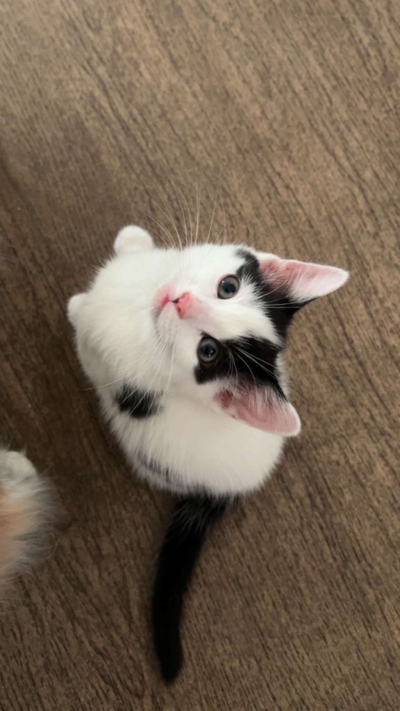 Female kitten!! Ready to go