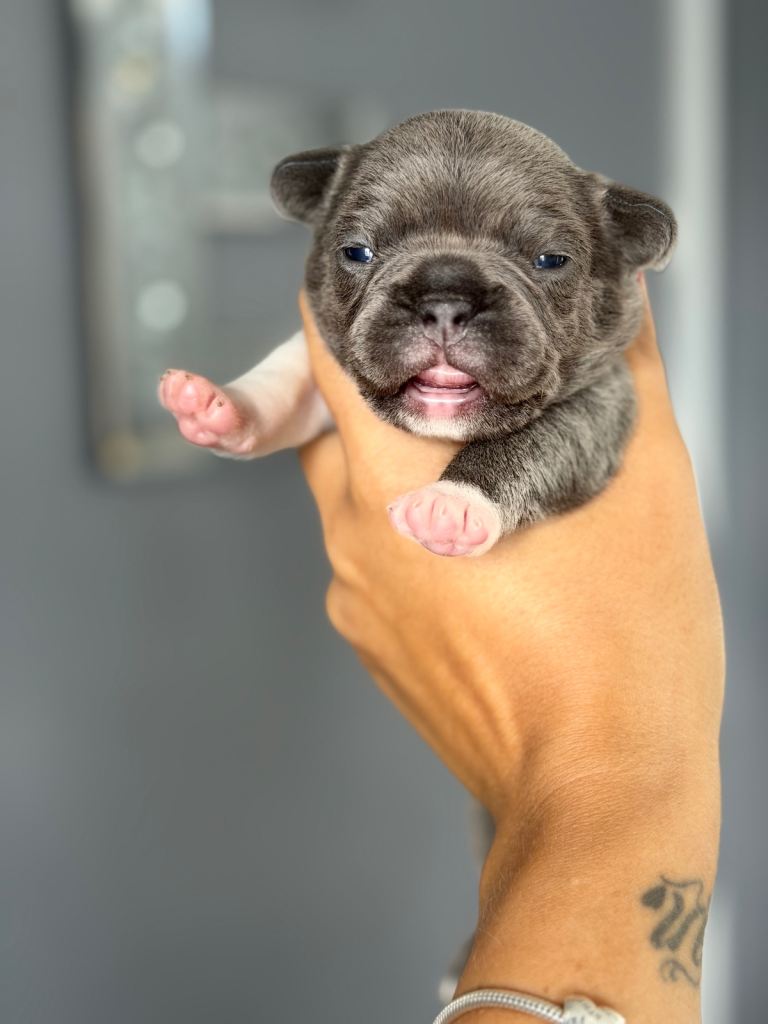 Gorgeous french bulldogs