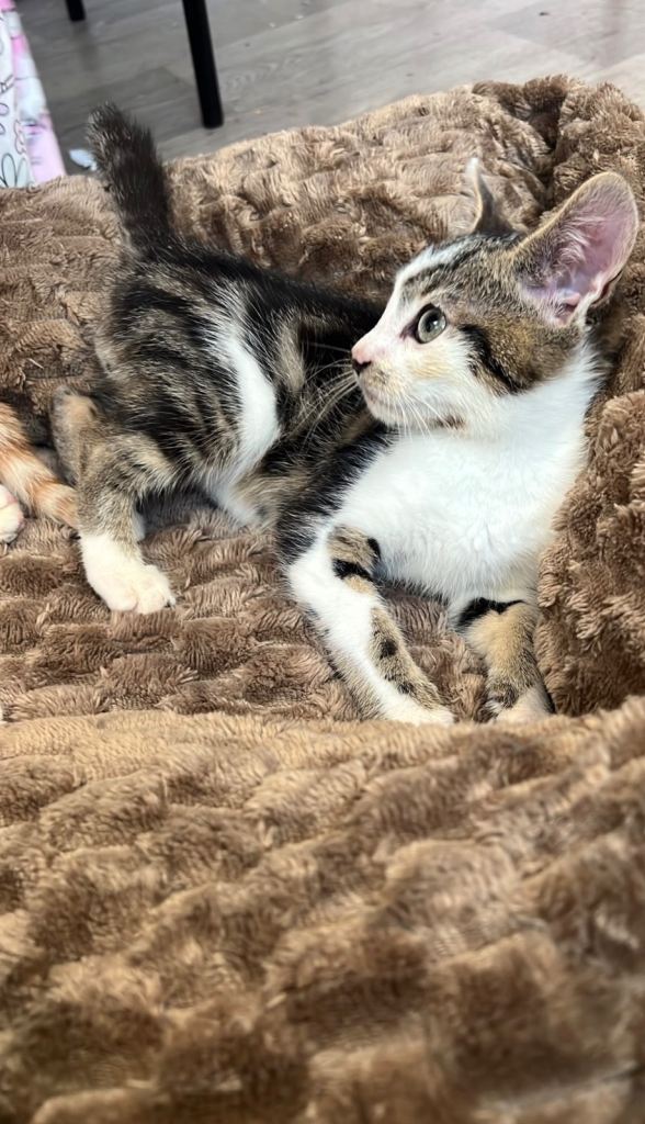 Adorable kittens 