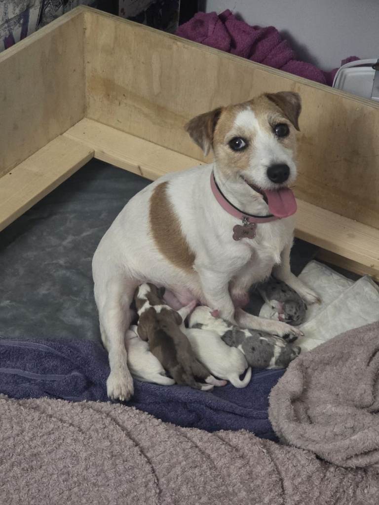 Jack russell pups for sale