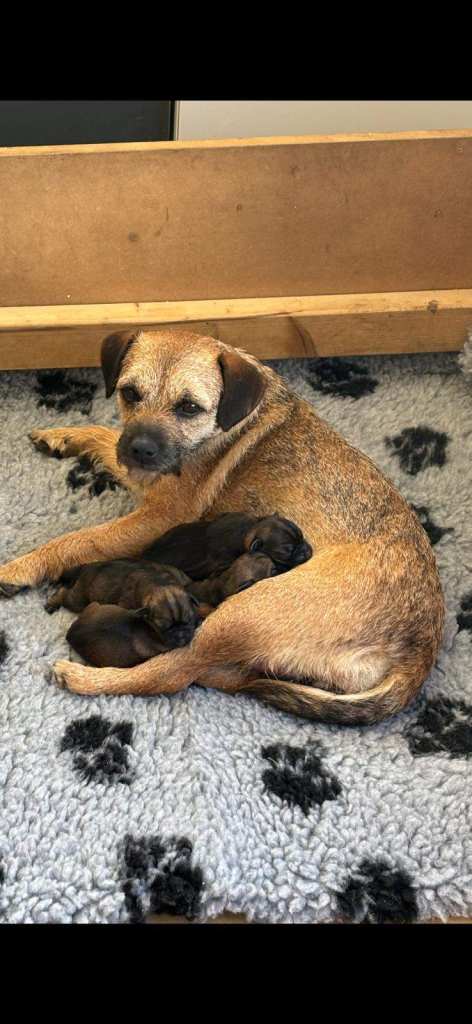 Border Terrier Puppies