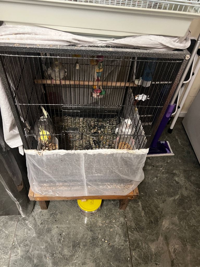 5 cockatiels, 2 parents 3 children, includes cage and food