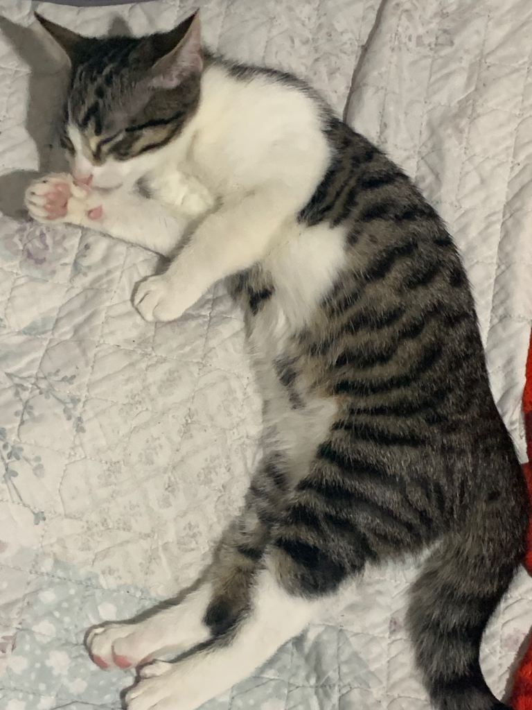 Cat for sale