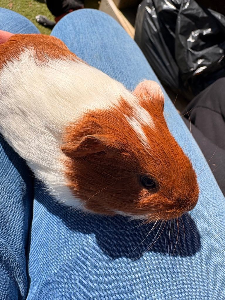 Baby boy guinea pigs looking for new homes. 