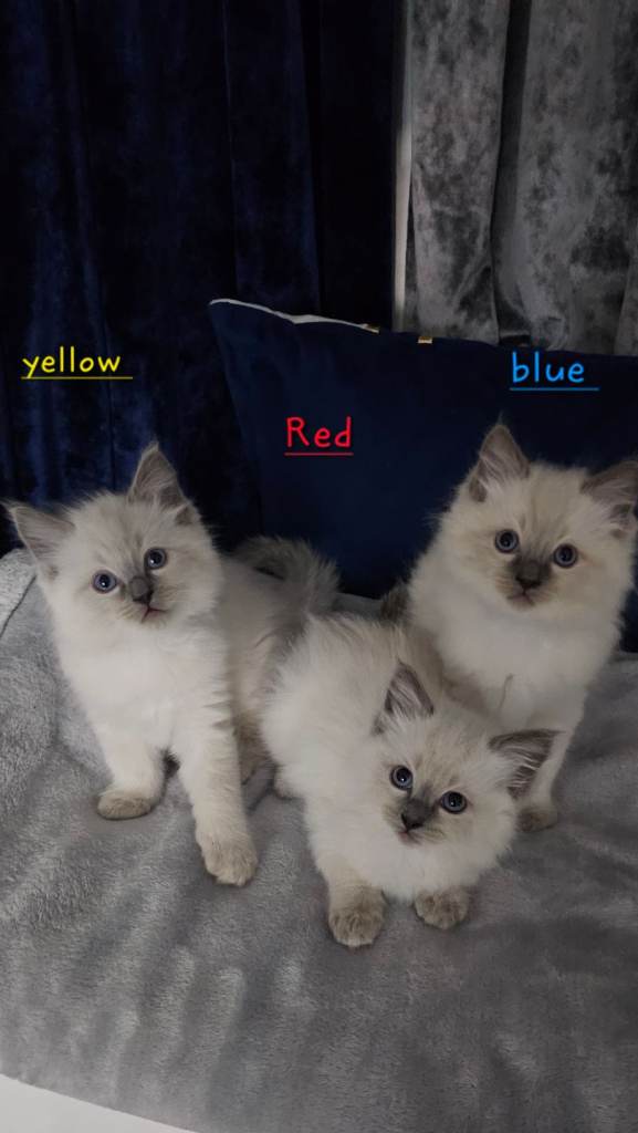 3 Beautiful Ragdoll Kittens Ready for New Homes