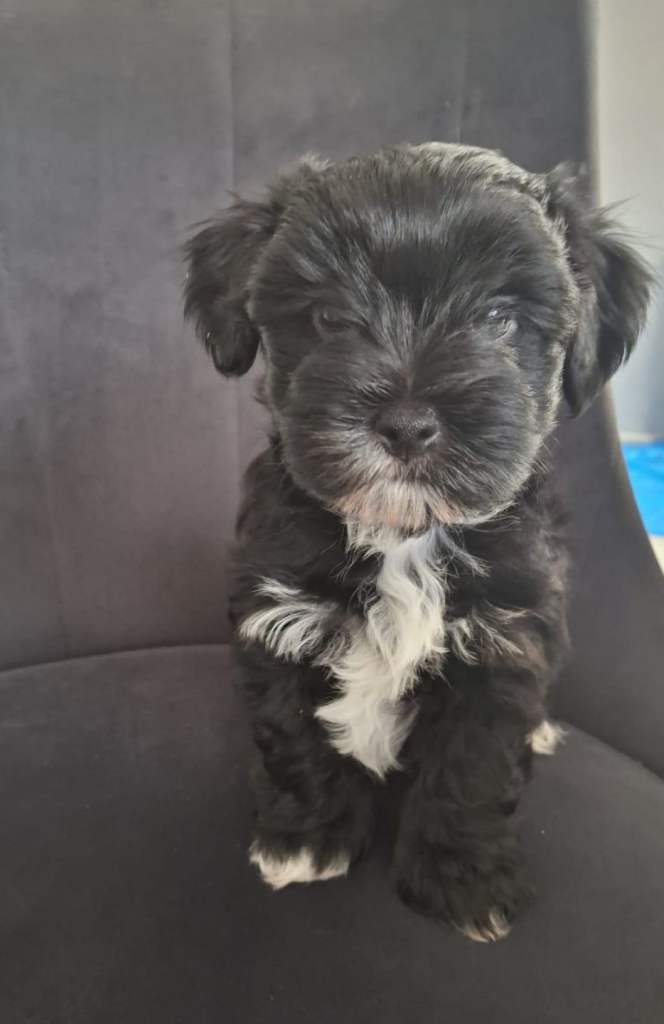 Morkie Puppie (Yorkshire Terrier × Maltese) 