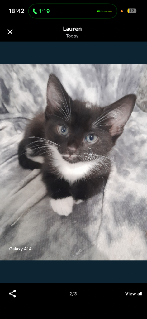 Kitten for sale