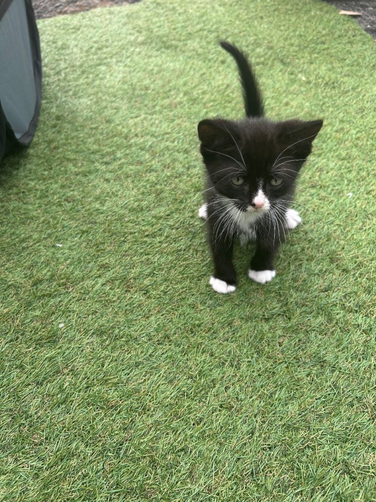 Kittens 