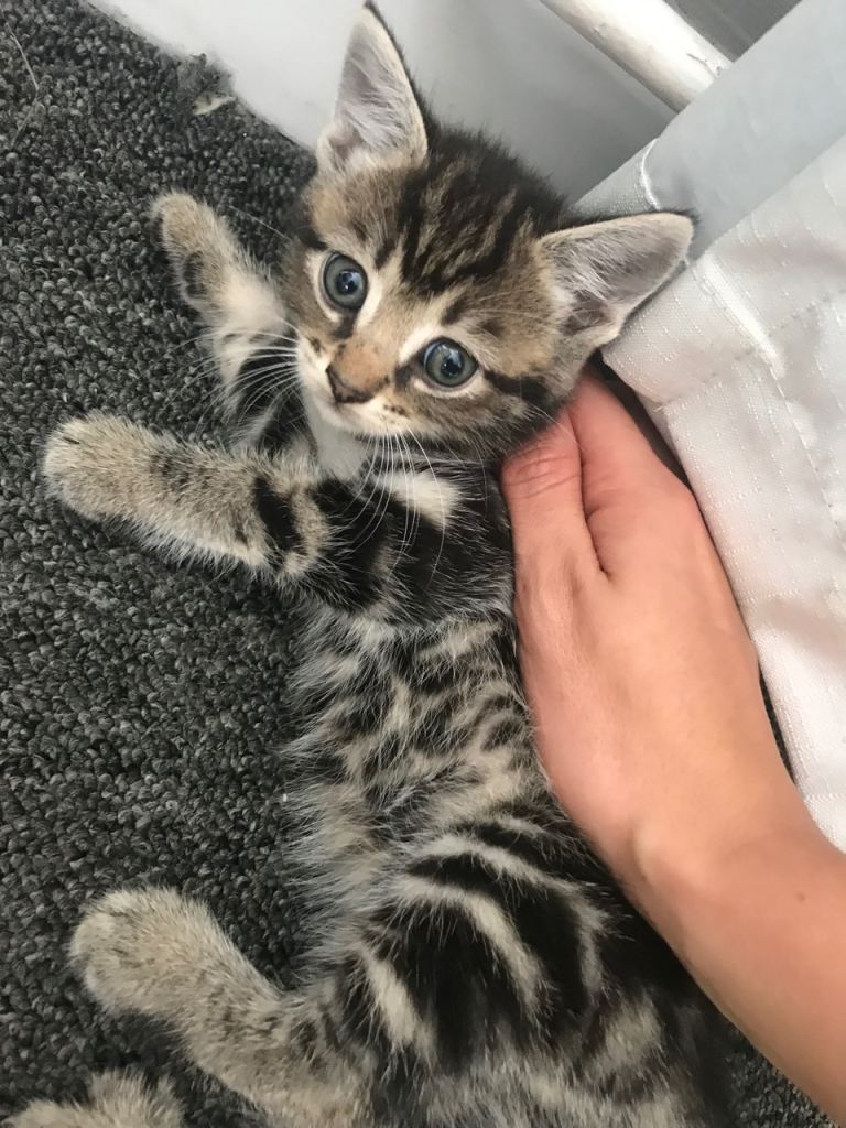 Kittens