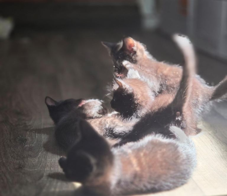 Kittens available for sale 