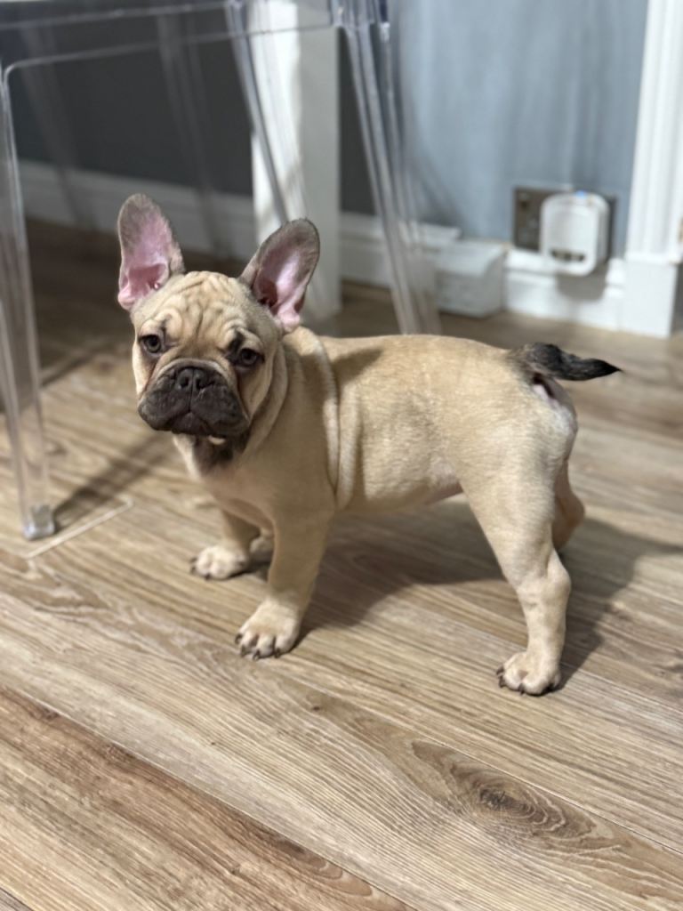 French bulldog 