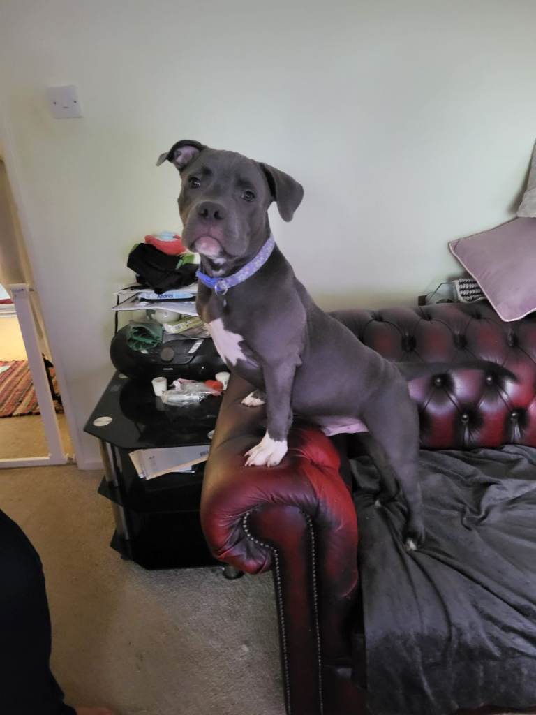 KC Registered 5 month old Blue Staffordshire Bull Terrier for sale