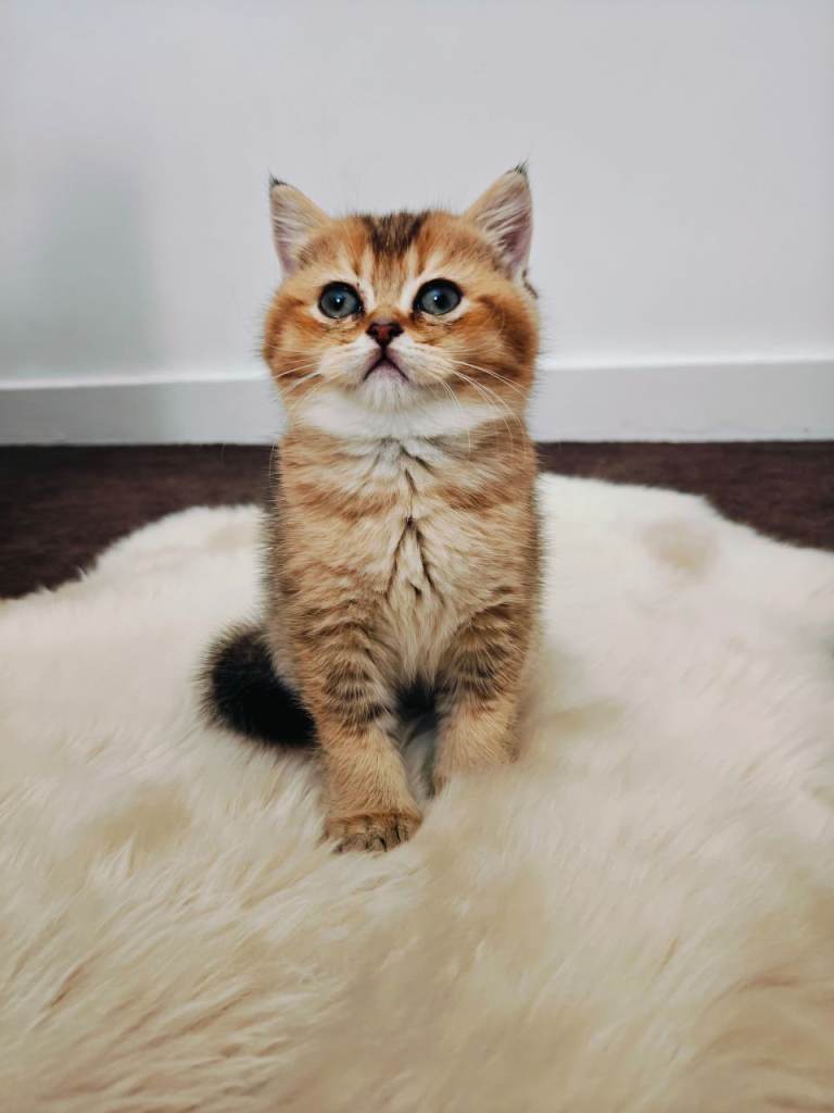 British short hair kittens