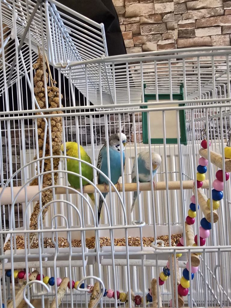 3 Friendly Budgies + Large Tall Cage – Rehoming
