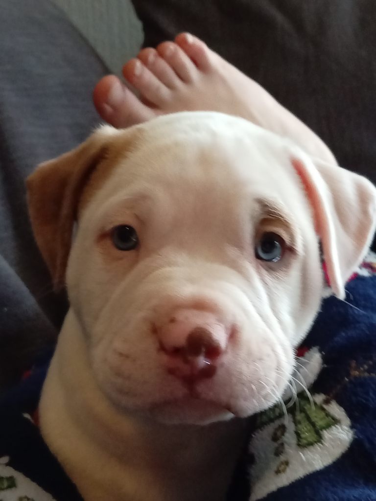 Last puppy from the litter