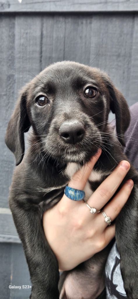 Collie x labradoodle 