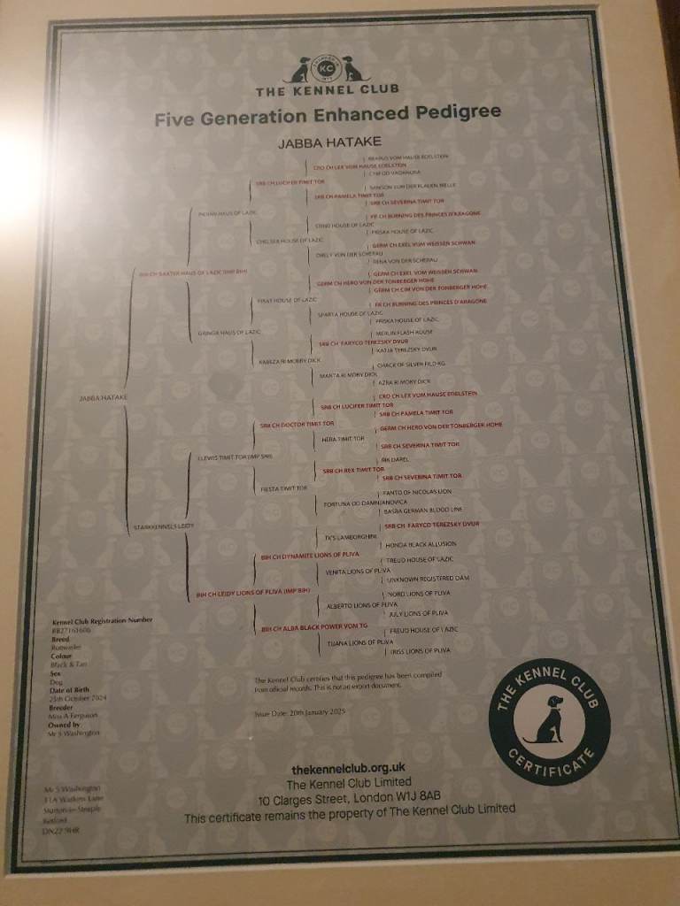 Rottweiler puppie for sale