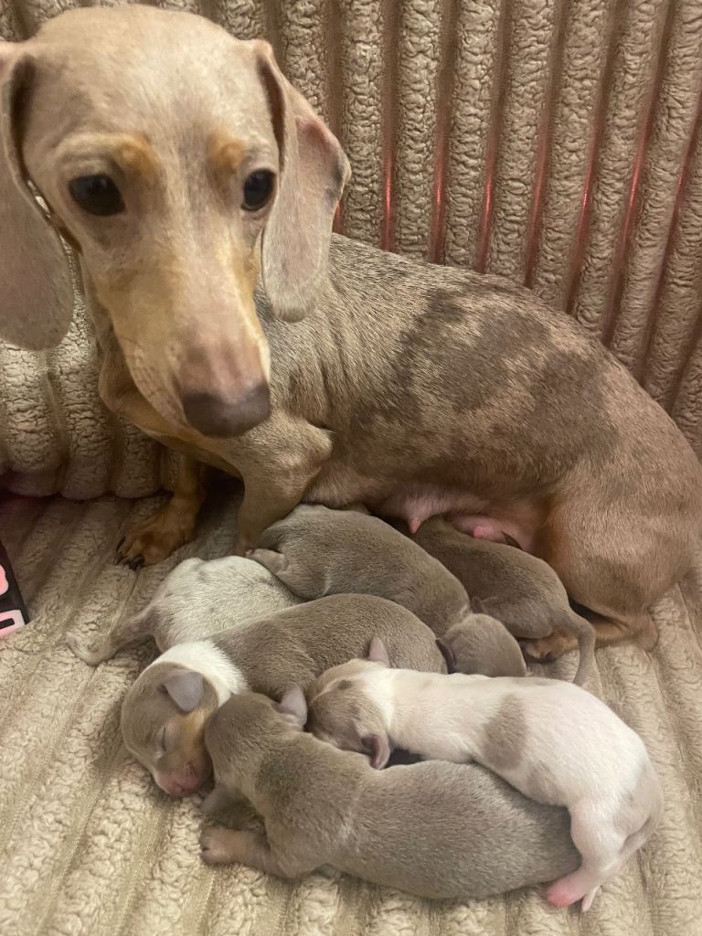 Miniature dachshunds