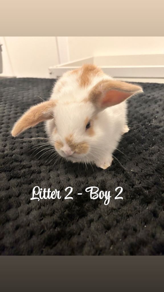 Mini lop & lionhead lop bunnies 
