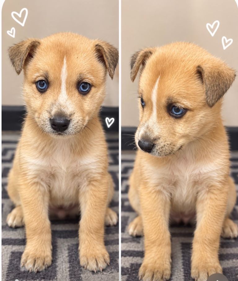 Husky x puppies for sale 