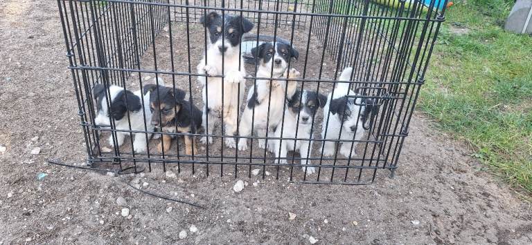 Jack russell X Norfolk terrier