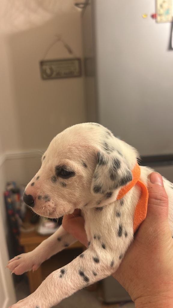 Dalmation puppy boys