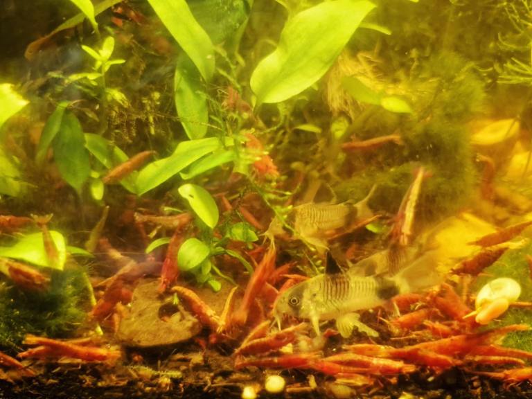 Juvenile red cherry shrimp & juvenile mixed guppies 