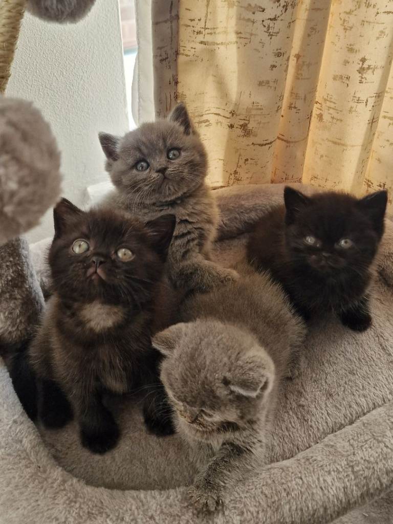 2  kittens british Shorthair dark chocolate 