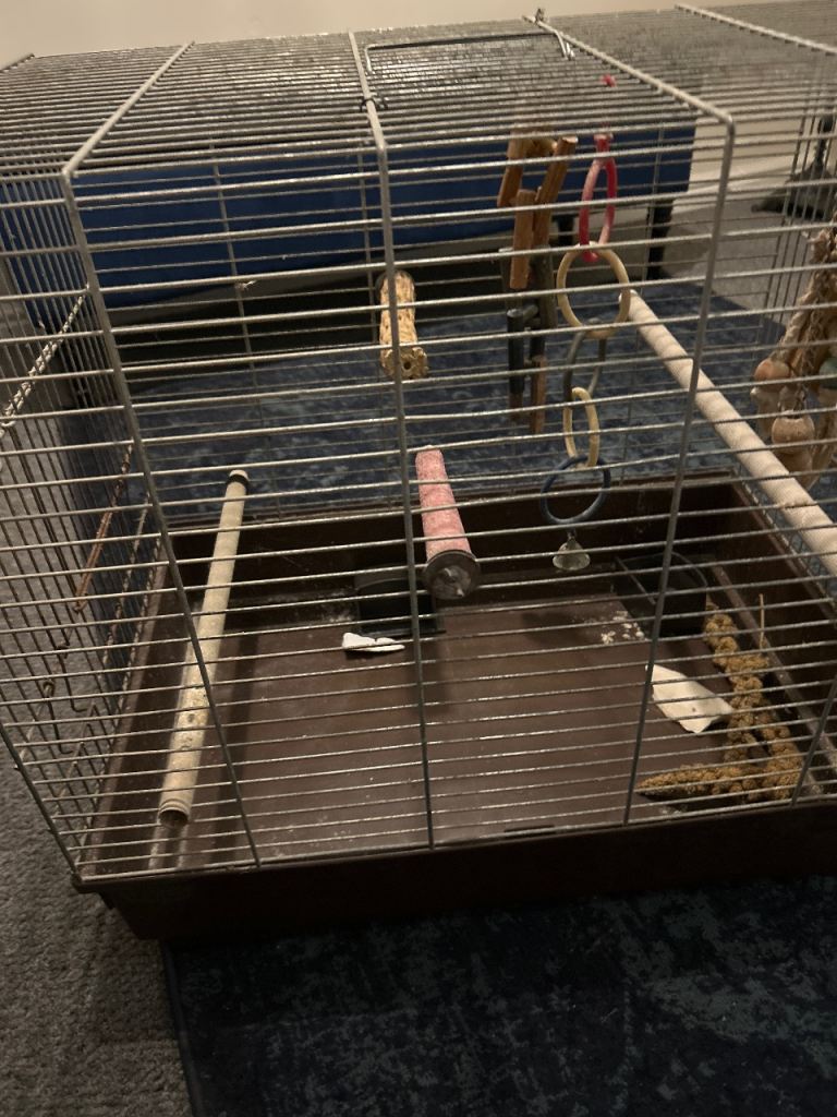 Free bird cage with accessories 