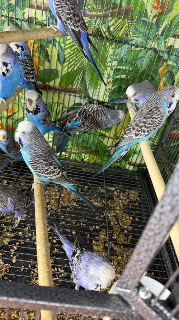 Budgies 