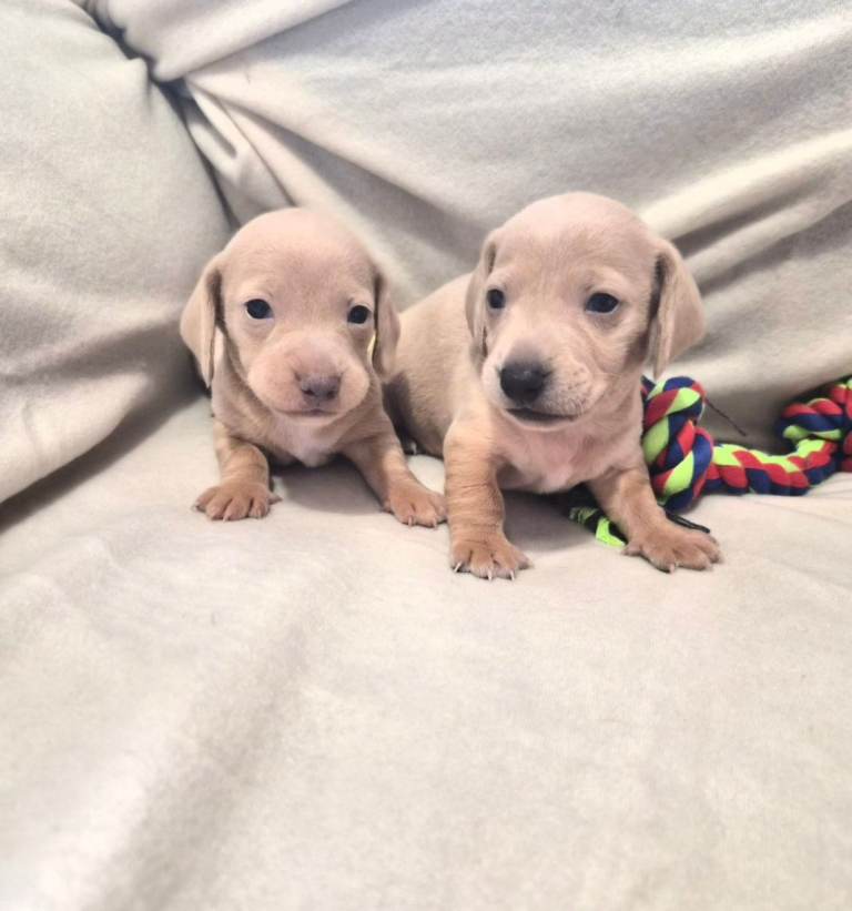 Beautiful cream miniture dachshunds 