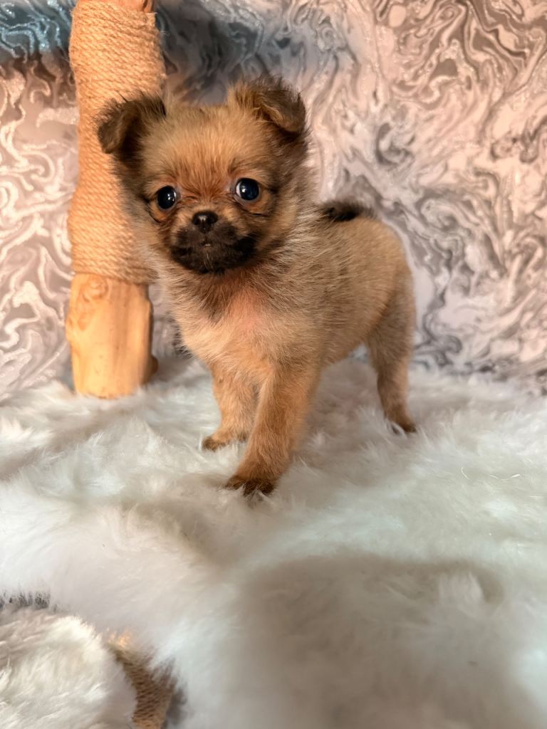 LAST POMERANIAN GIRL🎀